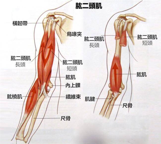 練二頭肌前必知：二頭肌的位置